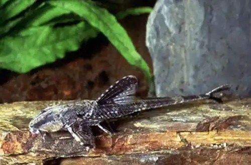 Лорікарія перуанська (Rineloricaria lanceolata)