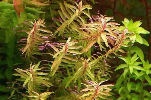 Ротала вузьколиста зелена (Rotala macrandra "Green Narrow Leaf")