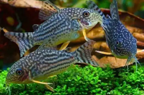 Коридорас Штерба (Corydoras sterbai)