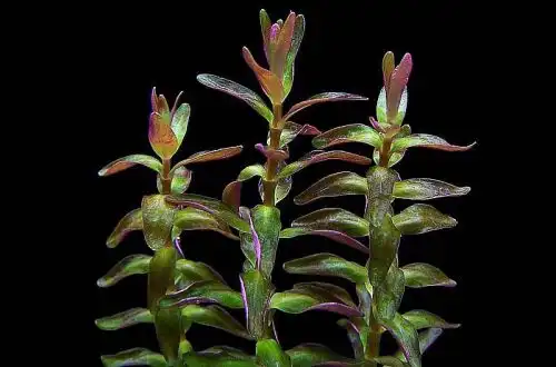 Ротала міні "Тип № 2" (Rotala macrandra "Mini Type 2")