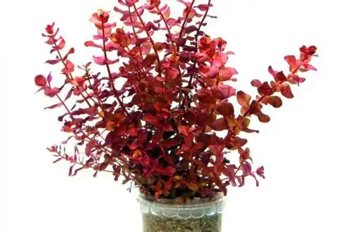 Ротала міні "Тип №4" (Rotala macrandra Mini "Type 4")