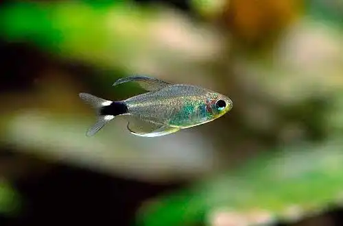 Тетра елахіс (Hyphessobrycon