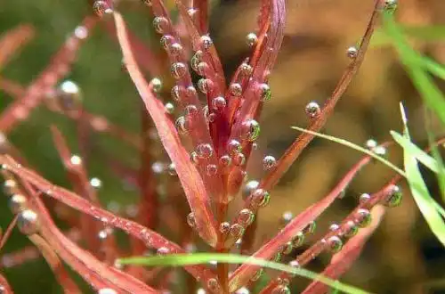 Ротала вузьколиста (Rotala macrandra "Narrow Leaf")