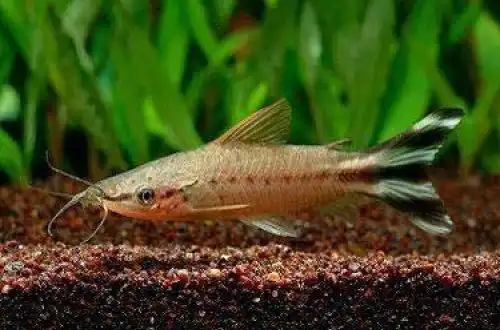 Смугастохвоста діанема (Dianema urostriatum)