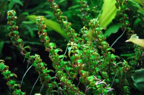 Ротала перлова (Rotala macrandra "Pearl")