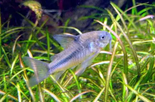 Сомік Наттера або Блакитний кору (Corydoras nattereri)
