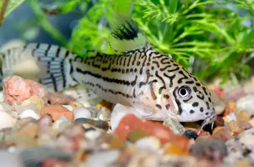 Коридорас сітчастий (Corydoras reticulatus)