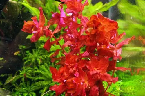 Ротала тигрова (Rotala macrandra "Variegated")