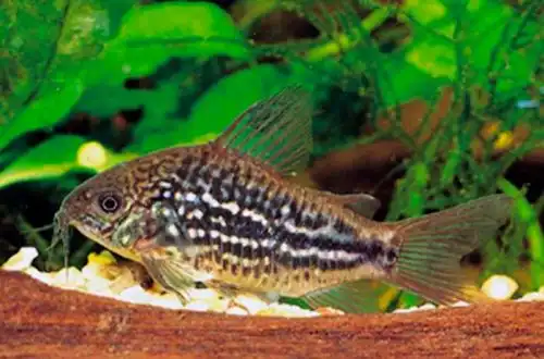 Коридорас хвилястий (Corydoras undulatus)