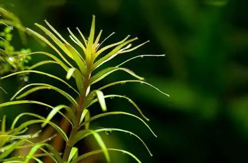 Ротала мексиканська (Rotala mexicana)