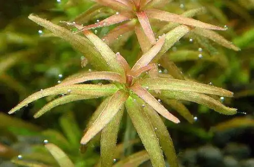 Ротала Гояс (Rotala mexicana Goias)