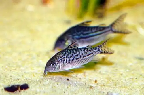 Сомік сітчастий (Corydoras sodalis)