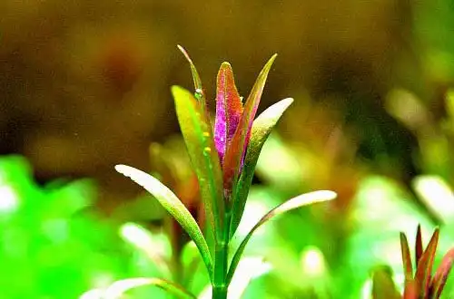 Ротала Рамосіор (Rotala ramosior)