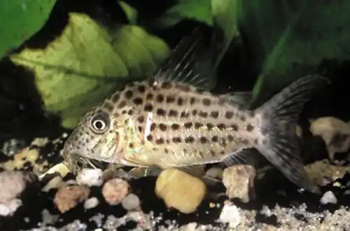 Коридорас макуліфер (Corydoras maculifer)