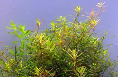 Ротала цейлонська (Rotala rotundifolia "Ceylon")