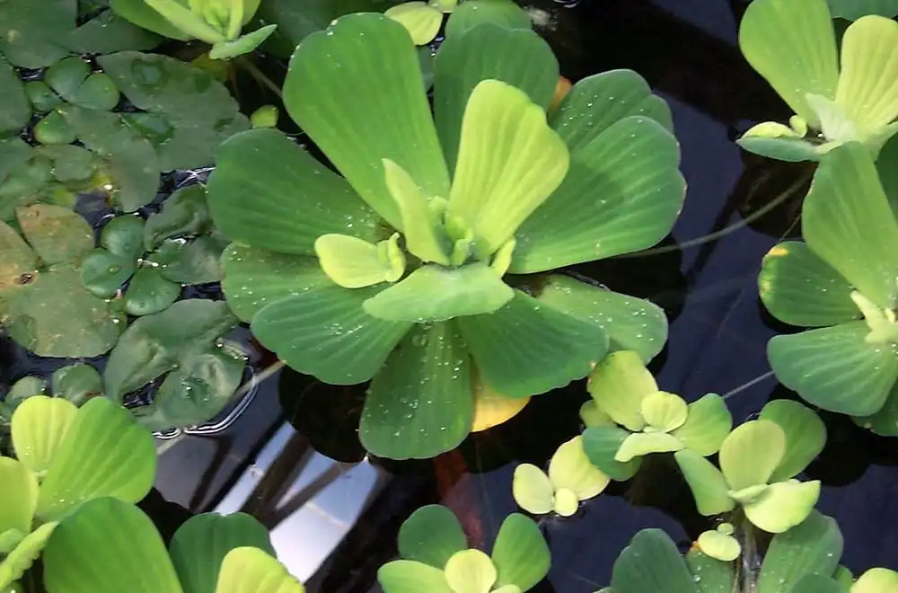Пістія шарувата або водяна капуста (Pistia stratiotes)