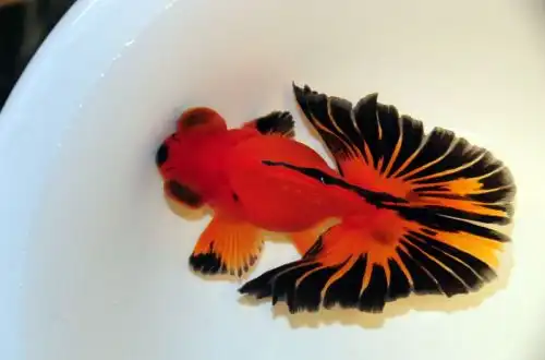 Золота рибка Метелик (Butterfly Goldfish)