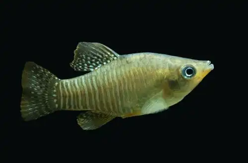 Алмазна рибка Кіллі (Adinia xenica)