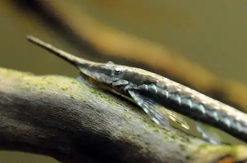 Фарловела (Farlowella acus)