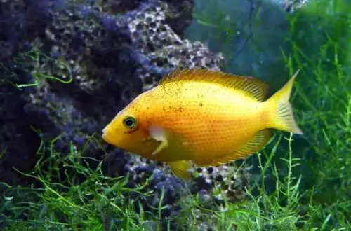 Етроплюс плямистий (Etroplus maculatus)