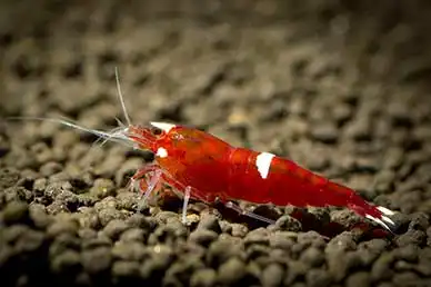 Креветка Червоний рубін (Caridina cantonensis "Red Ruby")