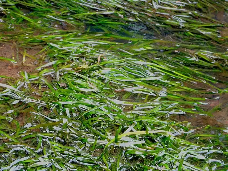 Валіснерія нана (Vallisneria nana)