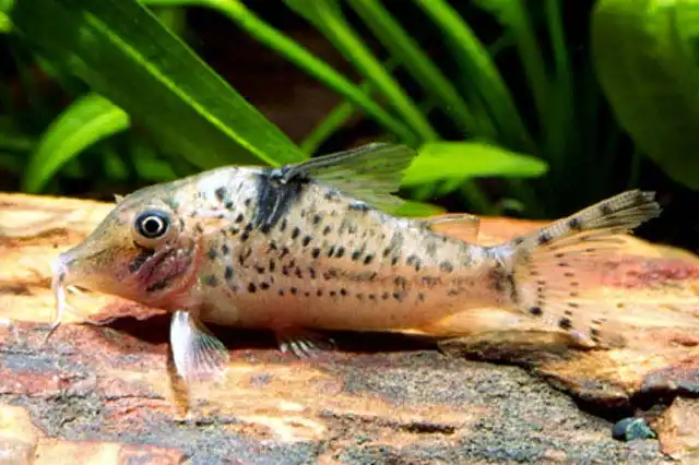Сомік Блоха (Corydoras blochi)