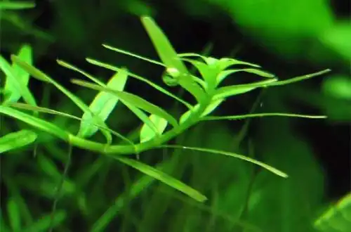 Ротала зелена (Rotala rotundifolia «Green»)