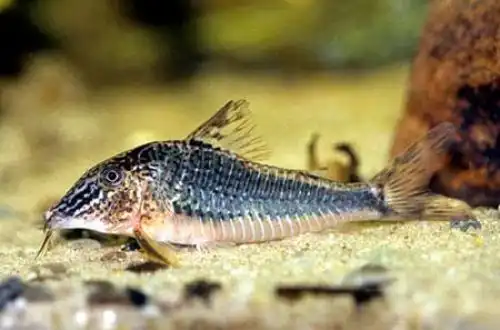 Чорний перуанський Корі (Corydoras semiaquilus)