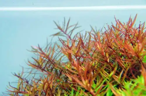Ротала Зялай (Rotala rotundifolia "Gia Lai")