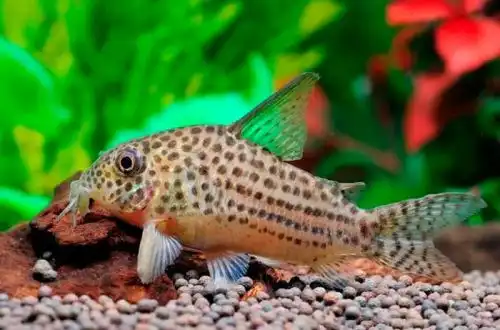 Сомік Арагуая (Corydoras araguaiaensis)