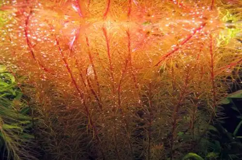 Ротала Еньє (Rotala sp. Enie)