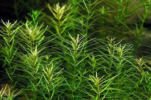 Ротала наньєншан (Rotala sp. «Nanjenshan»)