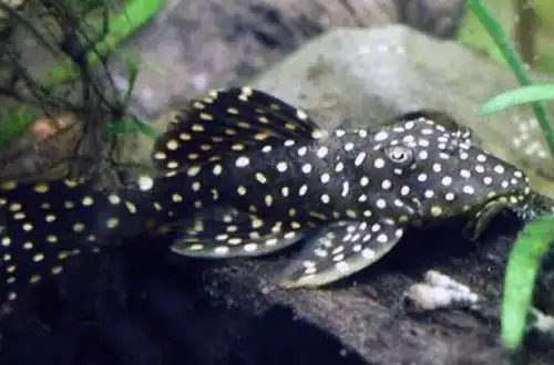 Прекостомус Галактика (Leporacanthicus galaxias)