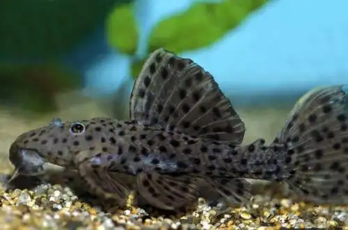 Колючий плекостомус (Pseudacanthicus spinosus)