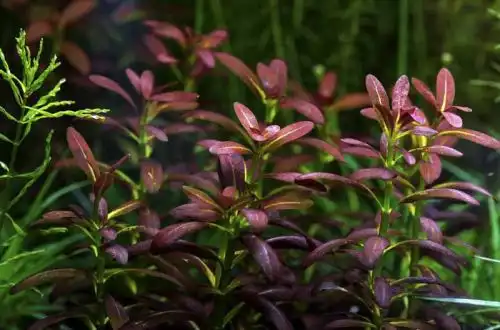 Ротала захід сонця (Rotala sp. «Sunset»)