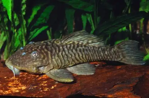 «Круглиць» плекостомус (Parancistrus aurantiacus)