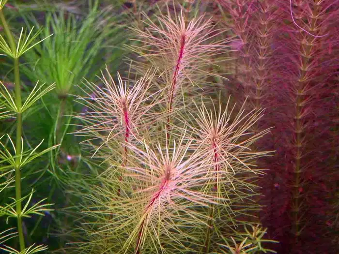Ротала в'єтнам (Rotala sp. Vietnam)