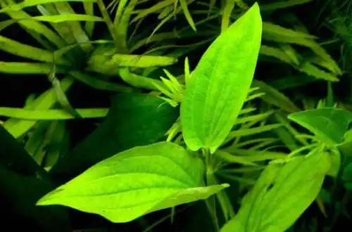 Заурурус китайський (Saururus chinensis)