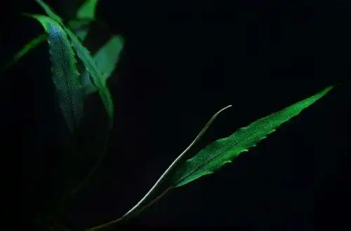 Шизматоглоттіс (Schismatoglottis roseospatha)