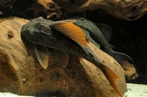 Плекостомус Кохліодон (Hypostomus cochliodon)