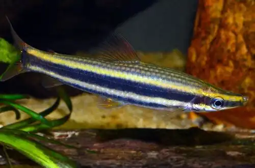 Аностомус Тернеця (Anostomus