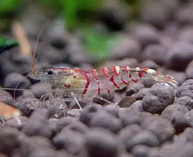 Червона креветка тигра (Caridina cantonensis "Red Tiger")