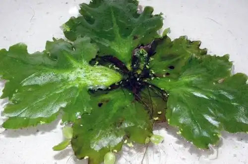 Папороть крилоподібна (Ceratopteris pteridoides)