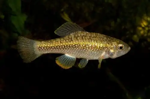 Клітчастий карпозубік (Cualac tessellatus)