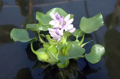 Ейхорнія відмінна або Водний гіацинт (Eichhornia crassipes)