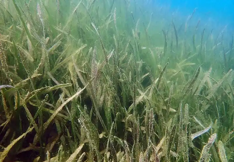 Валіснерія спіральна (Vallisneria spiralis)