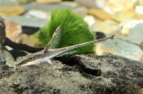 Золотиста стурисома (Sturisomatichthys aureum)