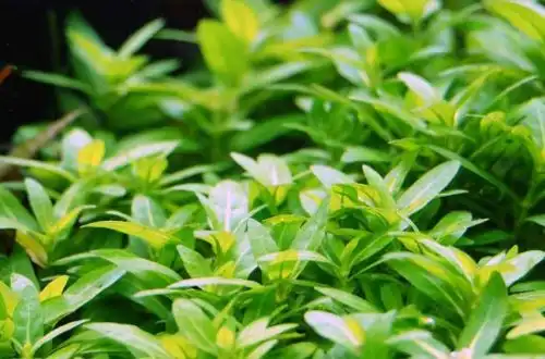 Стауроген репенс або Стауроген повзучий (Staurogyne repens)