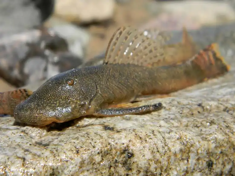 Хетосома Фішера (Chaetostoma fischeri)